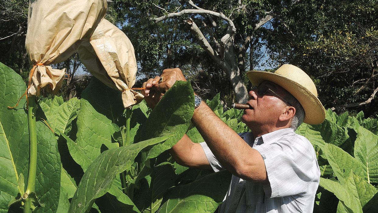 Don Pepin Garcia ngậm xì gà đang kiểm tra cây thuốc lá trên cánh đồng tại Nicaragua