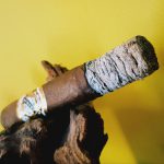 221 - Espinosa Laranja Escuro